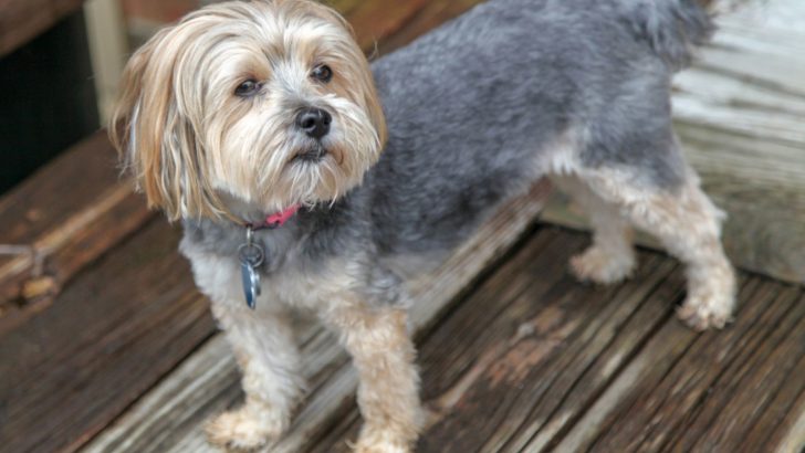 The Complete Morkie Growth Chart Guide For A Healthy Pet