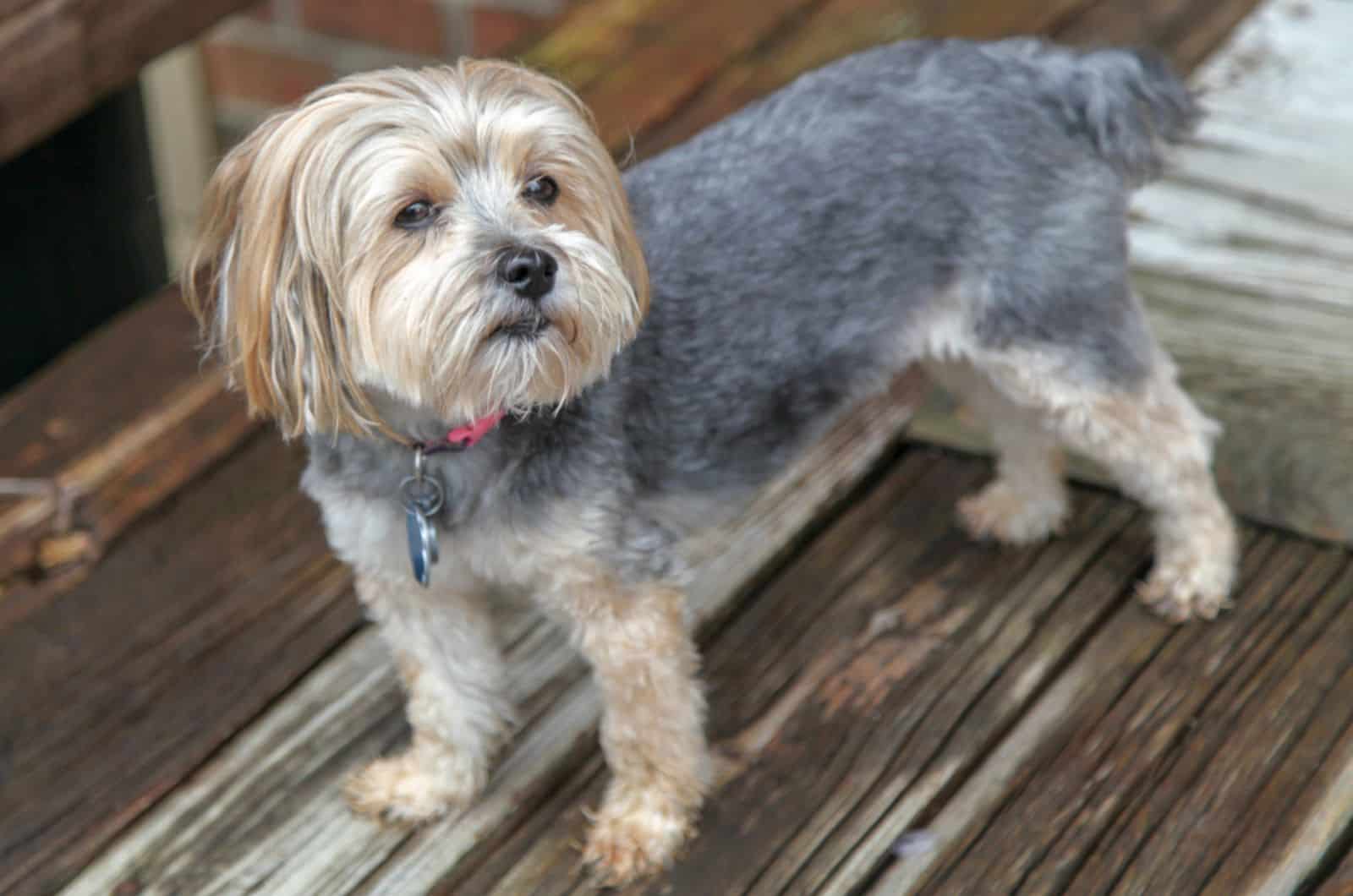 morkie dog standing on the wooden bridge