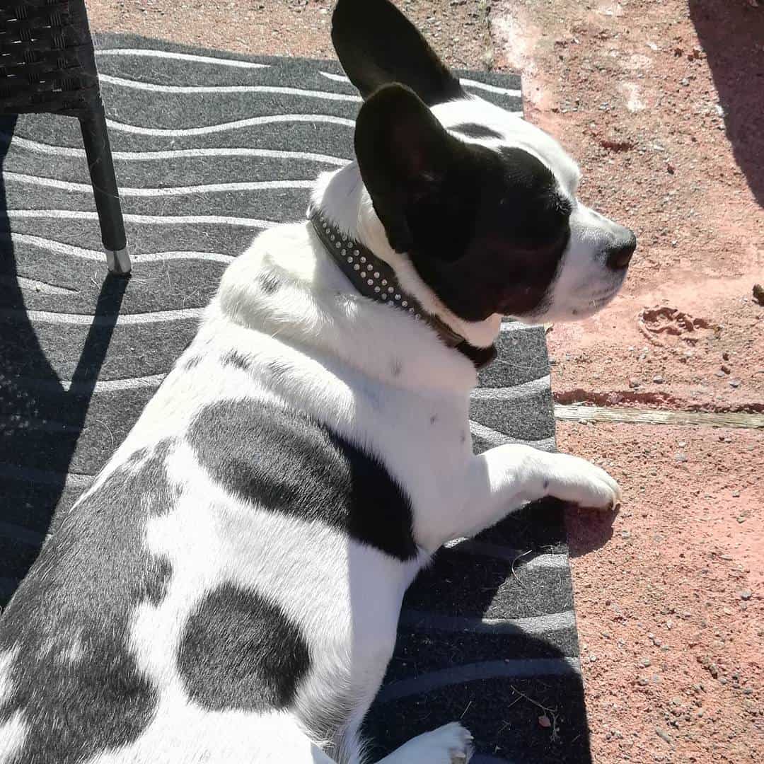 The Corgi French Bulldog Mix lying outside