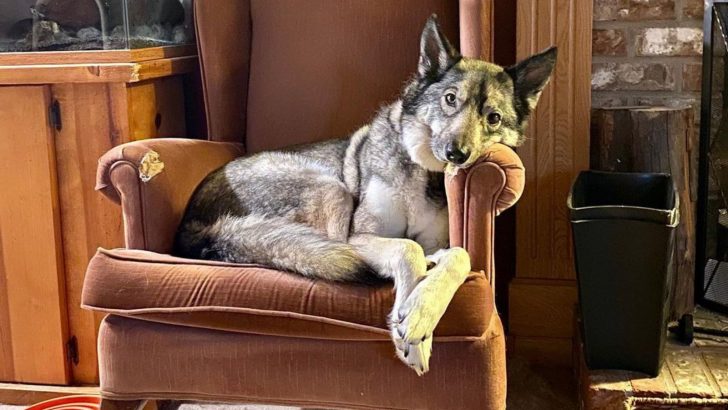 The Coyote Husky Mix Has Some Coydog Stories To Tell