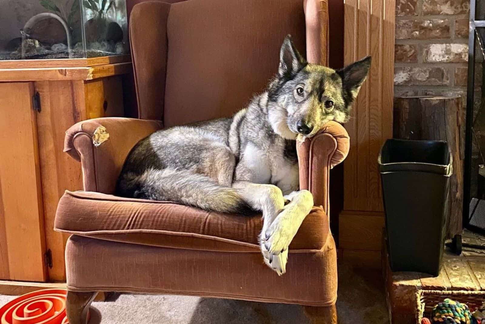 Coyote Husky Mix is lying on the armchair