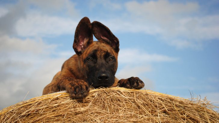 The Dutch Shepherd Growth Chart: Medium But Premium
