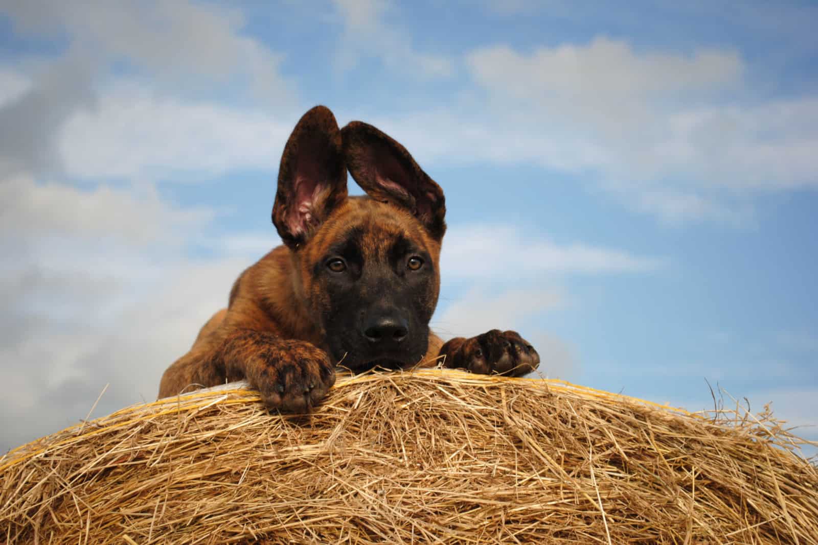 dutch shepherd puppy resting on hay