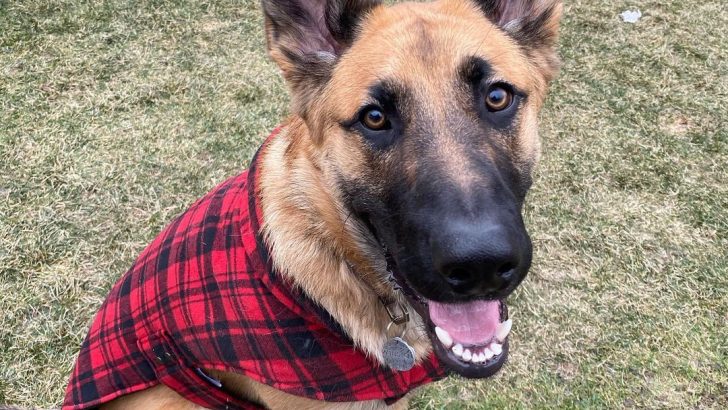 The German Shepherd Bernese Mountain Dog Mix: Everything You Need To Know