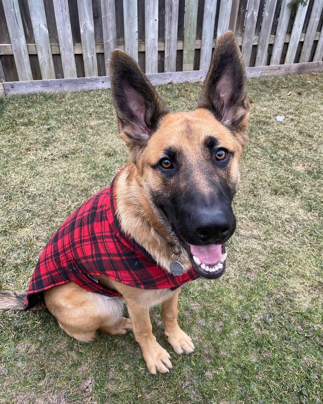 German Shepherd Bernese Mountain Dog Mix