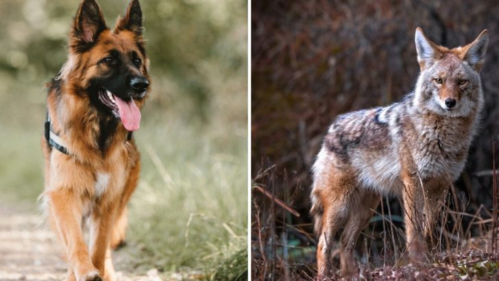 Facts To Know About The Unusual German Shepherd Coyote Mix
