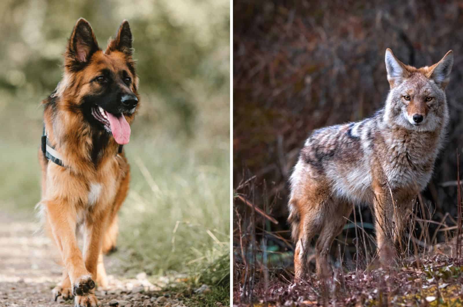 german shepherd coyote mix