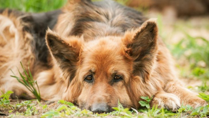The German Shepherd Lifespan: Is It Too Short Or Good Enough?