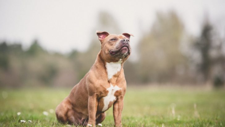 The Mystery Of Staffordshire Bull Terrier Growth Chart