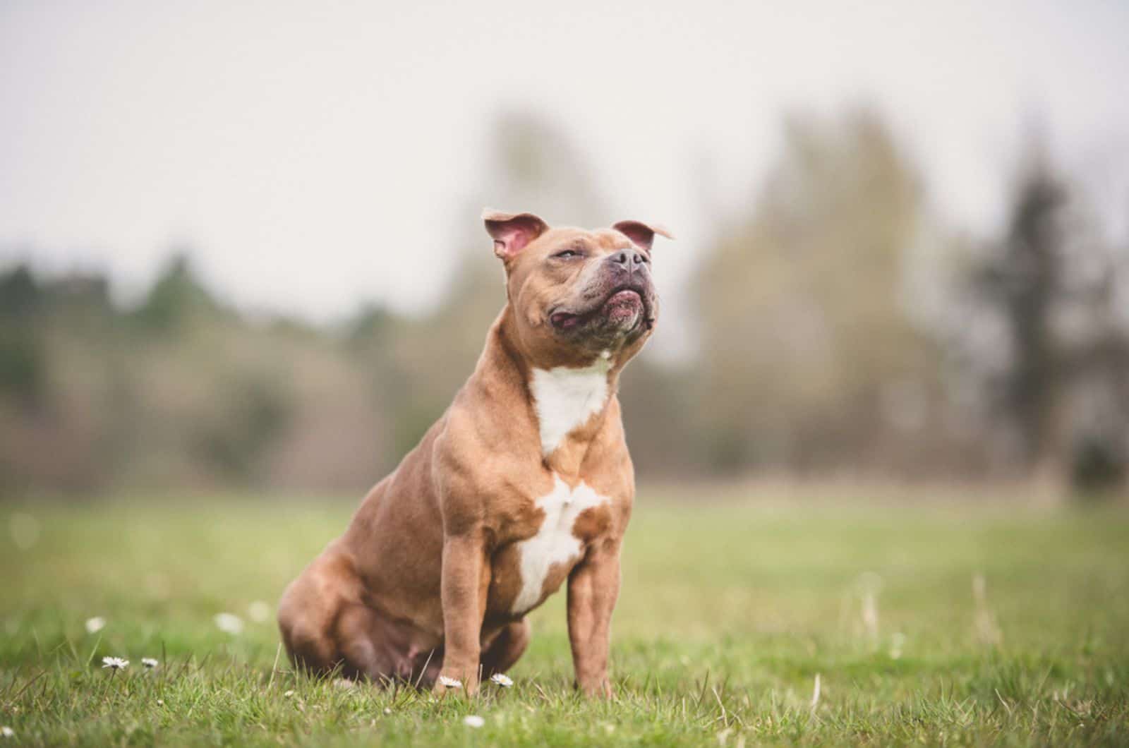 staffordshire bull terrier sitting on the grass