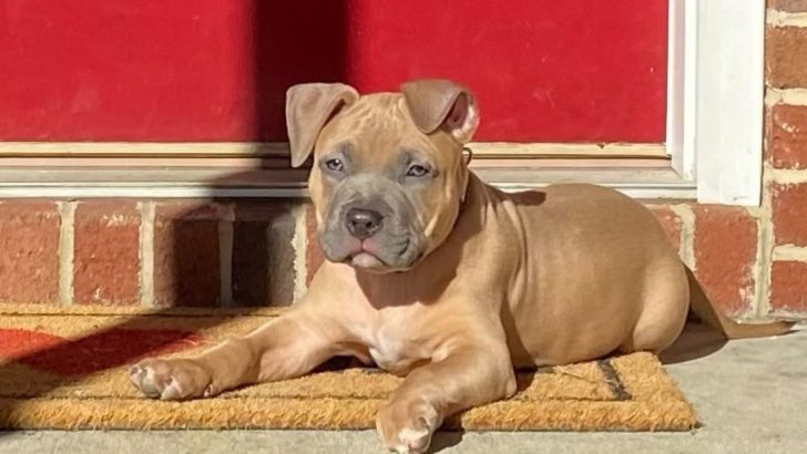 The Pitbull Bully Mix: How Reliable Are Bullypits?