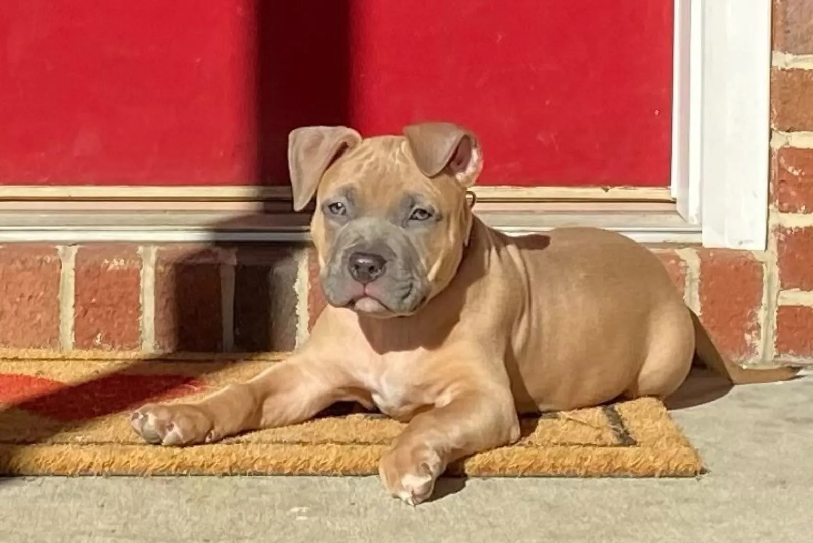 Pitbull Bully Mix is lying in front of the door