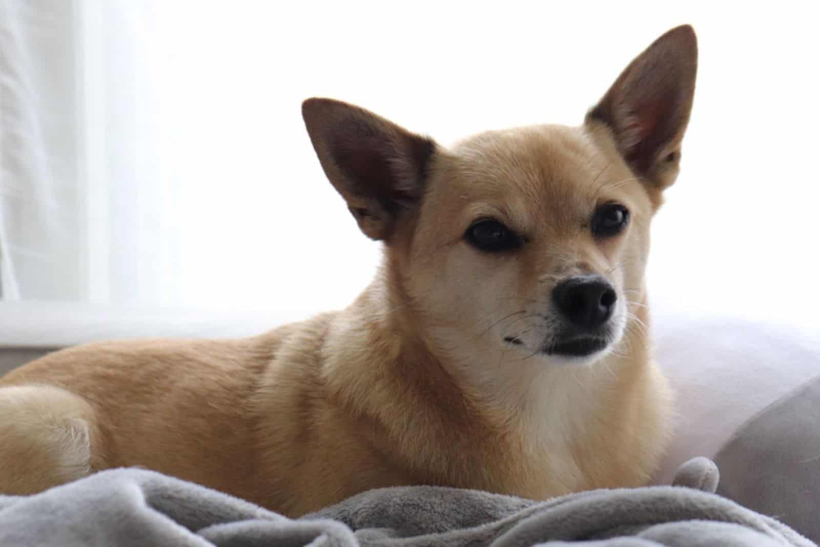 cute shibachi dog relaxing