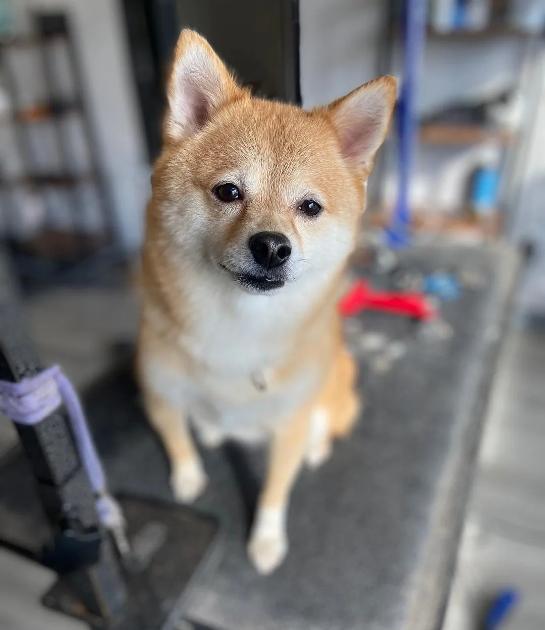 The Shiba Inu Pomeranian Mix posing for photo