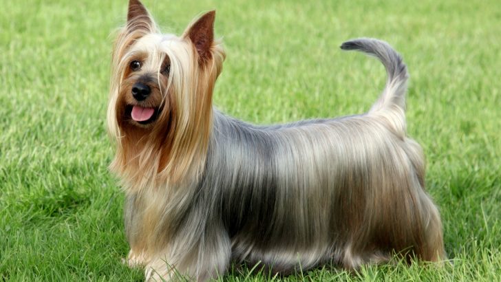 These 5 Silky Terrier Breeders Will Make You Want To Have One