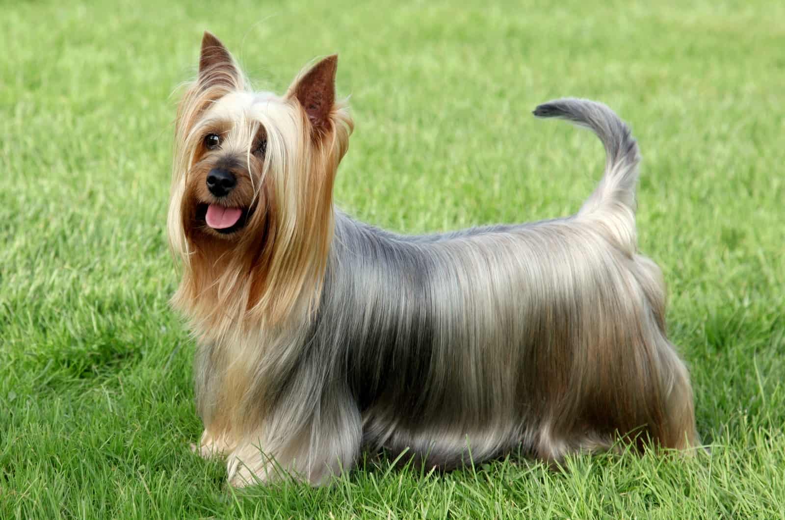 Silky Terrier standing on grass posing for photo