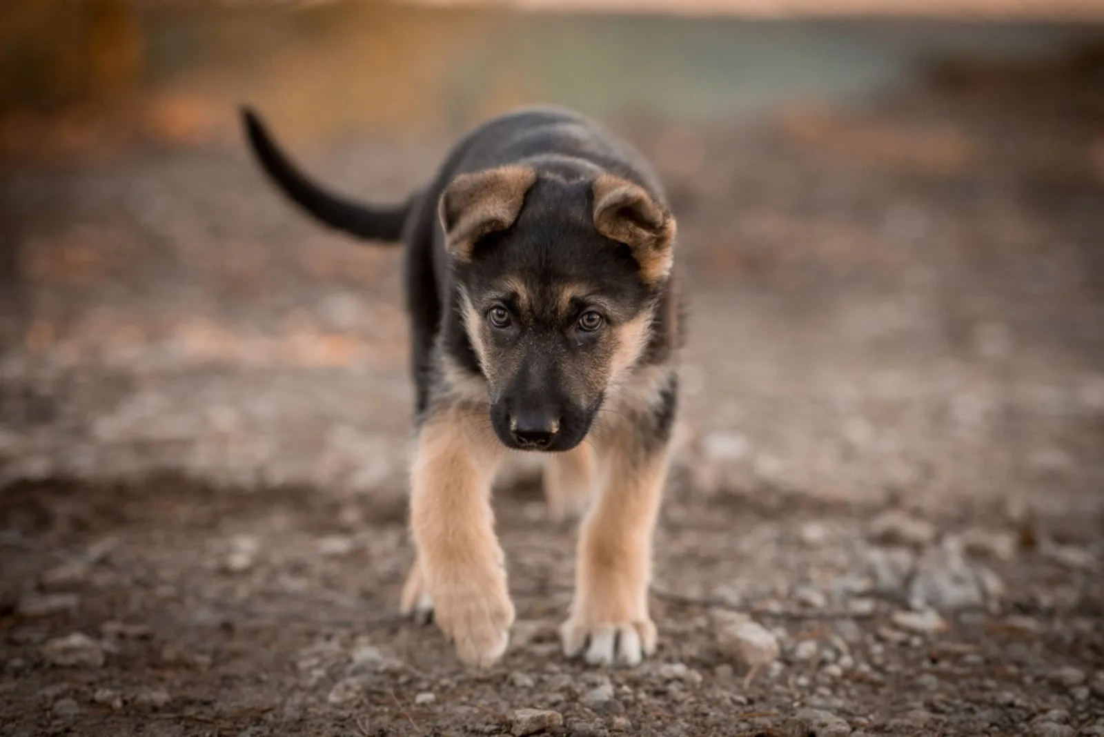 cute german shepherd puppy walking