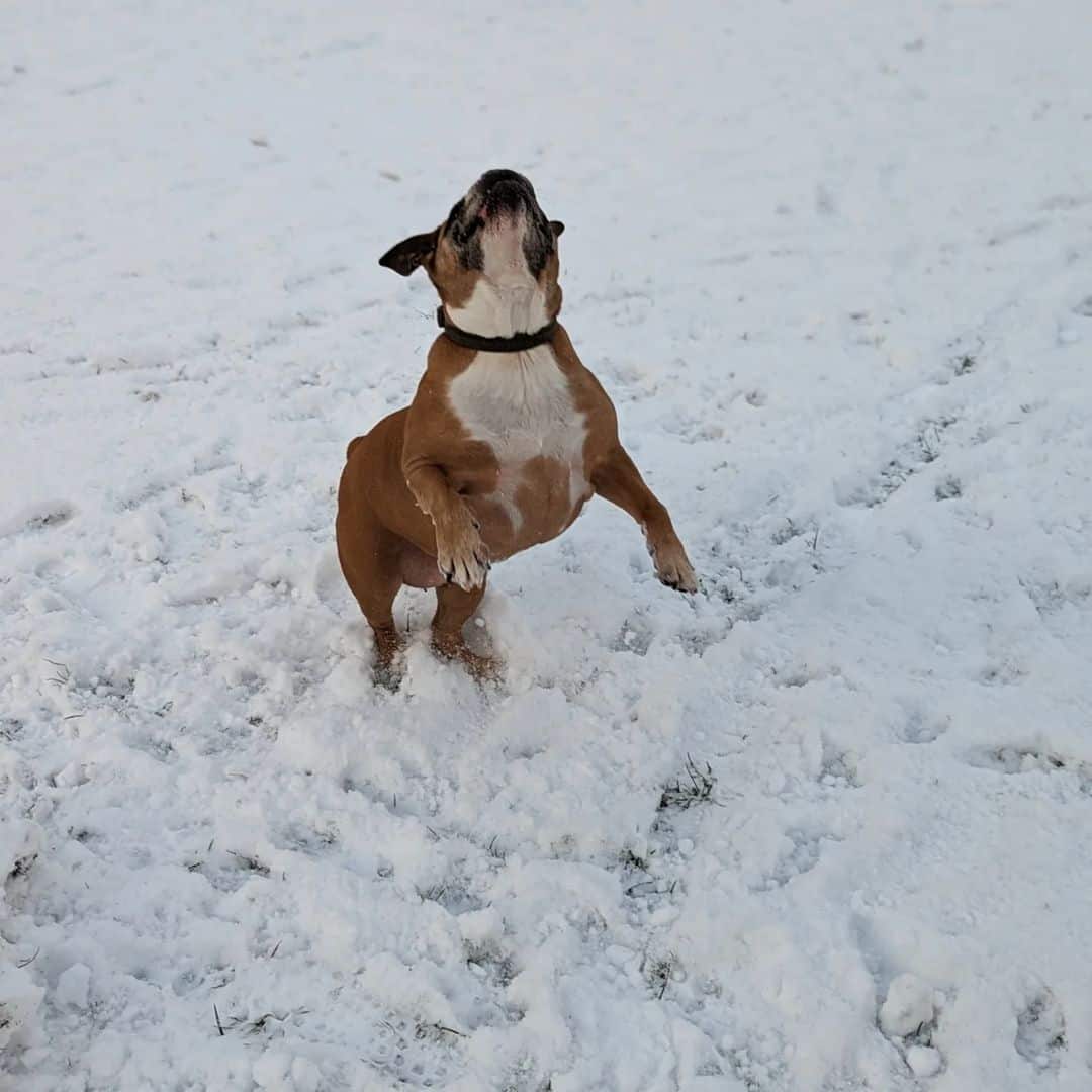 Valley Bulldog playing in the garden in the snow
