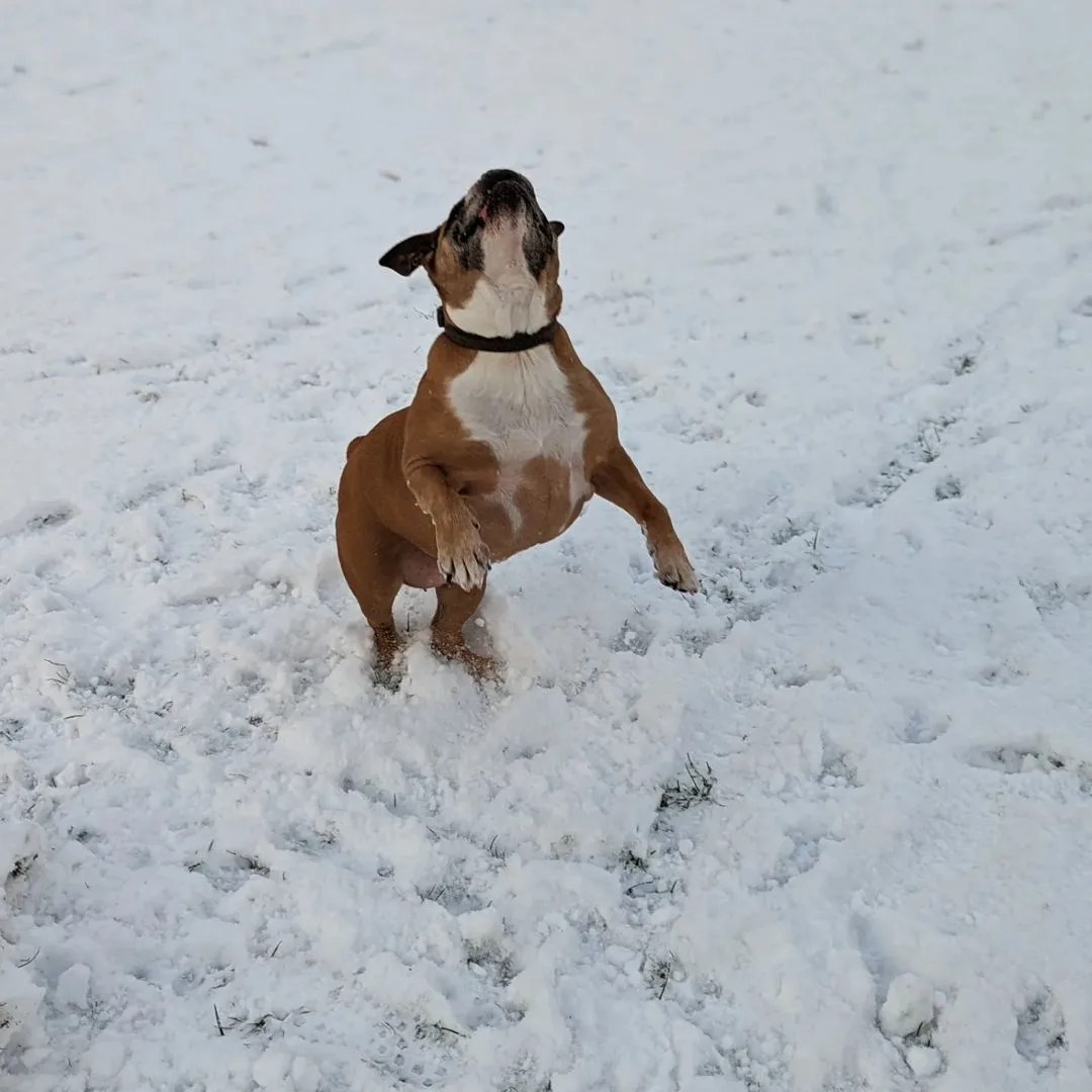 Valley Bulldog playing in the garden in the snow