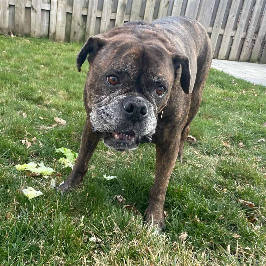 Valley Bulldog playing in the garden