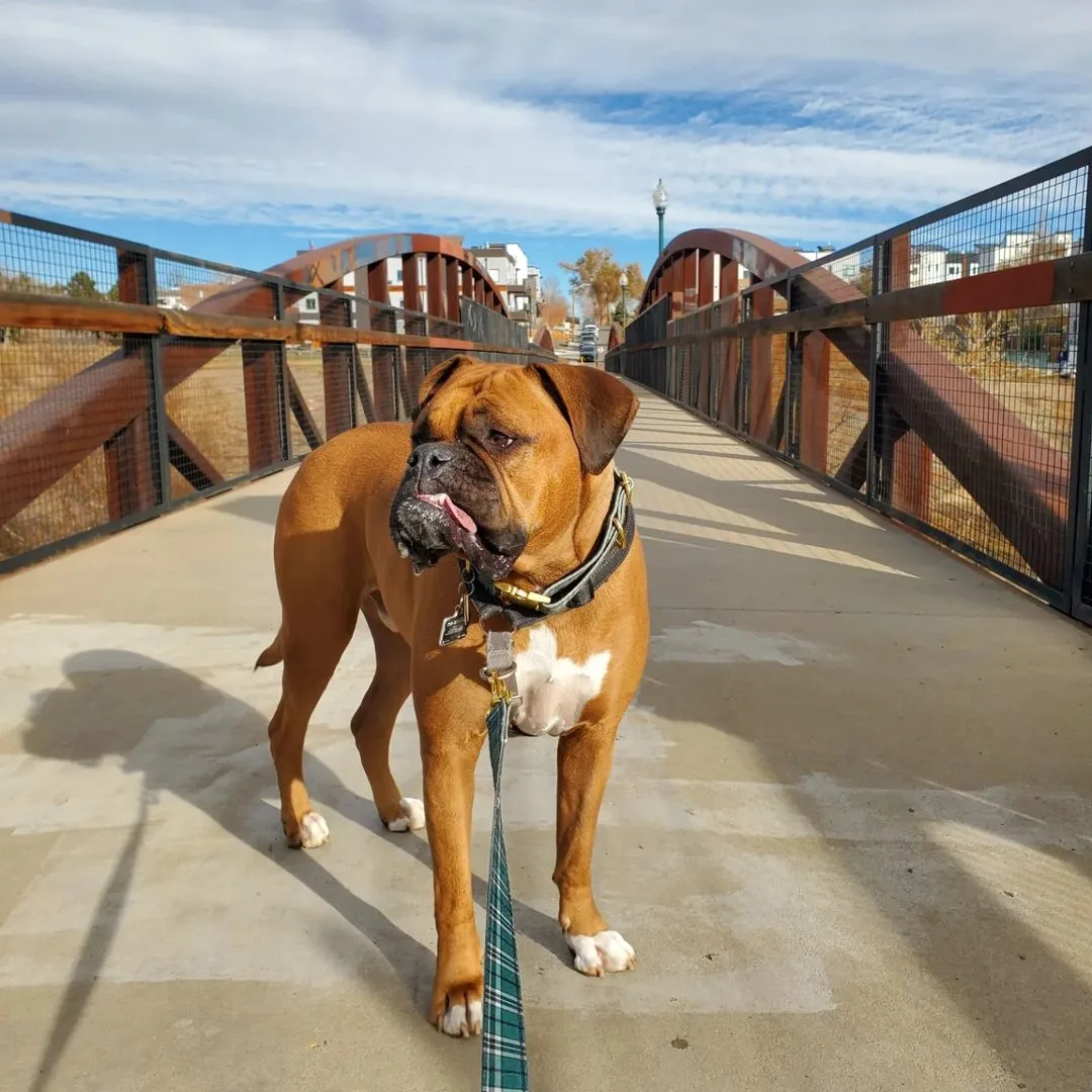 Valley Bulldog stands on a bridge with a leash