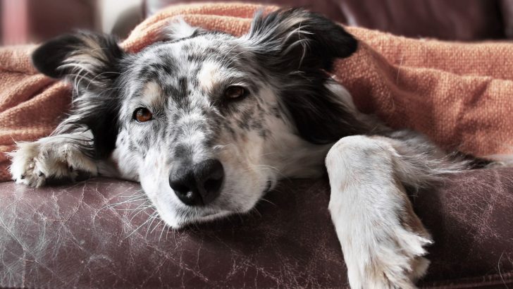 Valley Fever In Dogs – Symptoms And Treatment