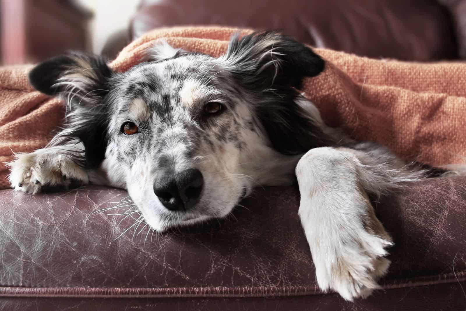 the sick dog lies down