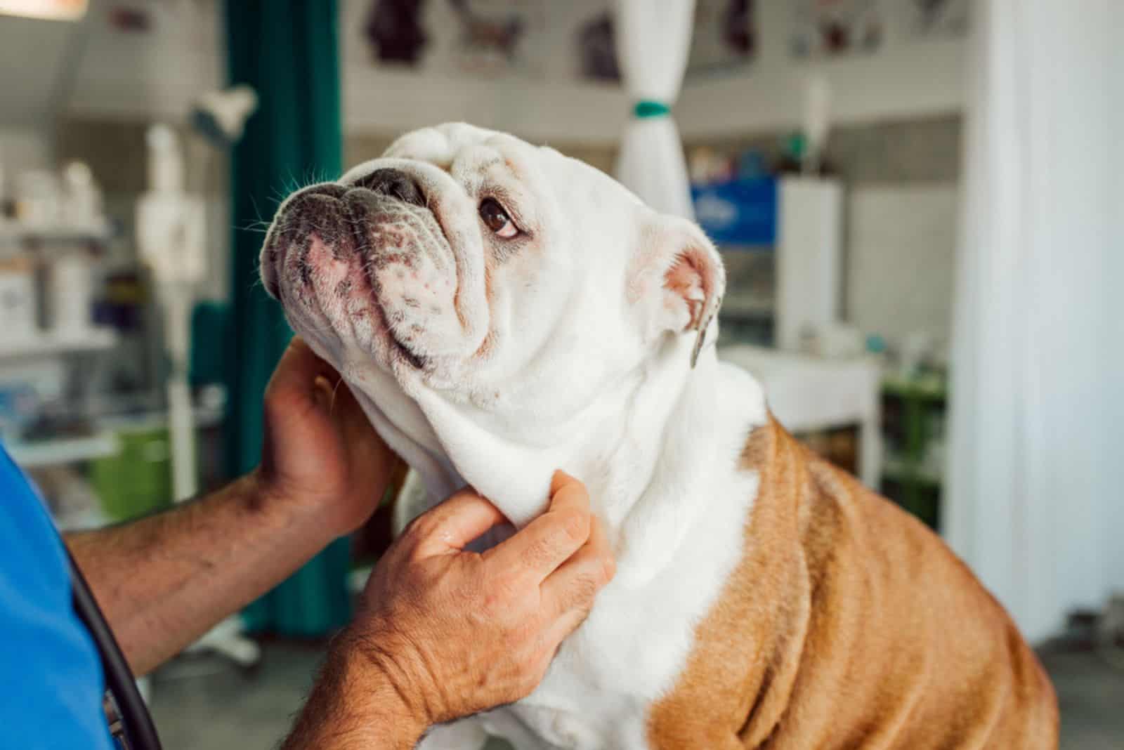 Vet examining english bulldog