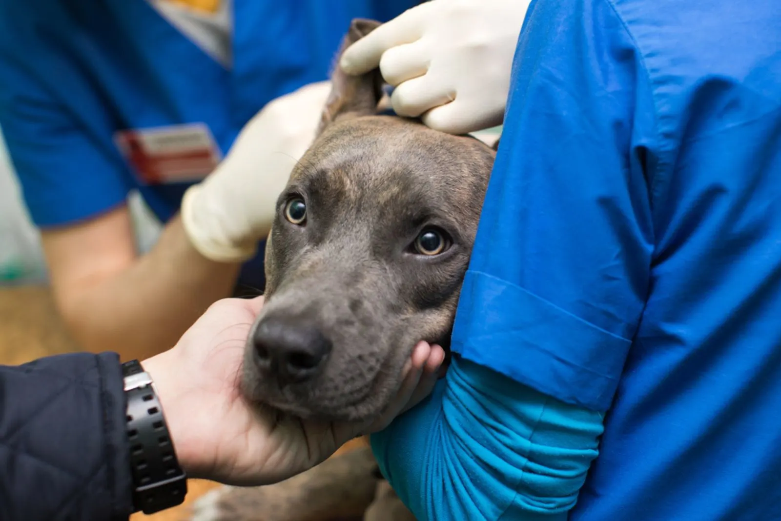 Veterinary inspection of the dog's ears before surgery