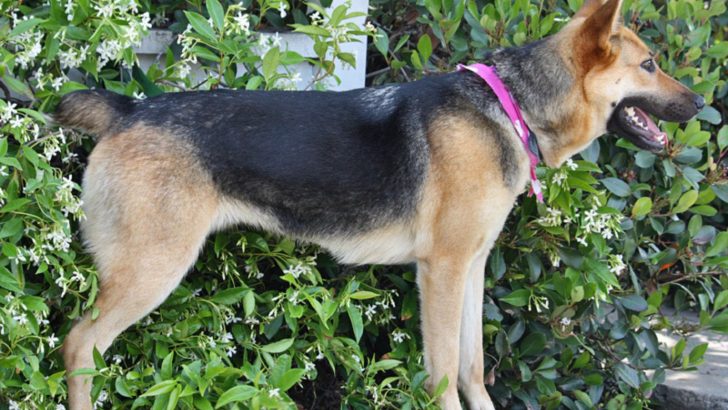 We Need To Talk  About German Shepherd Tail Docking