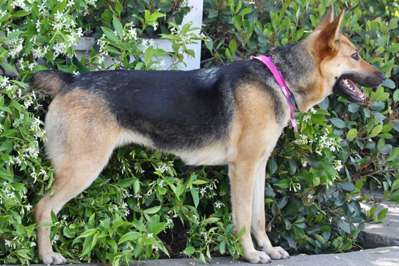 german shepherd with docked tail