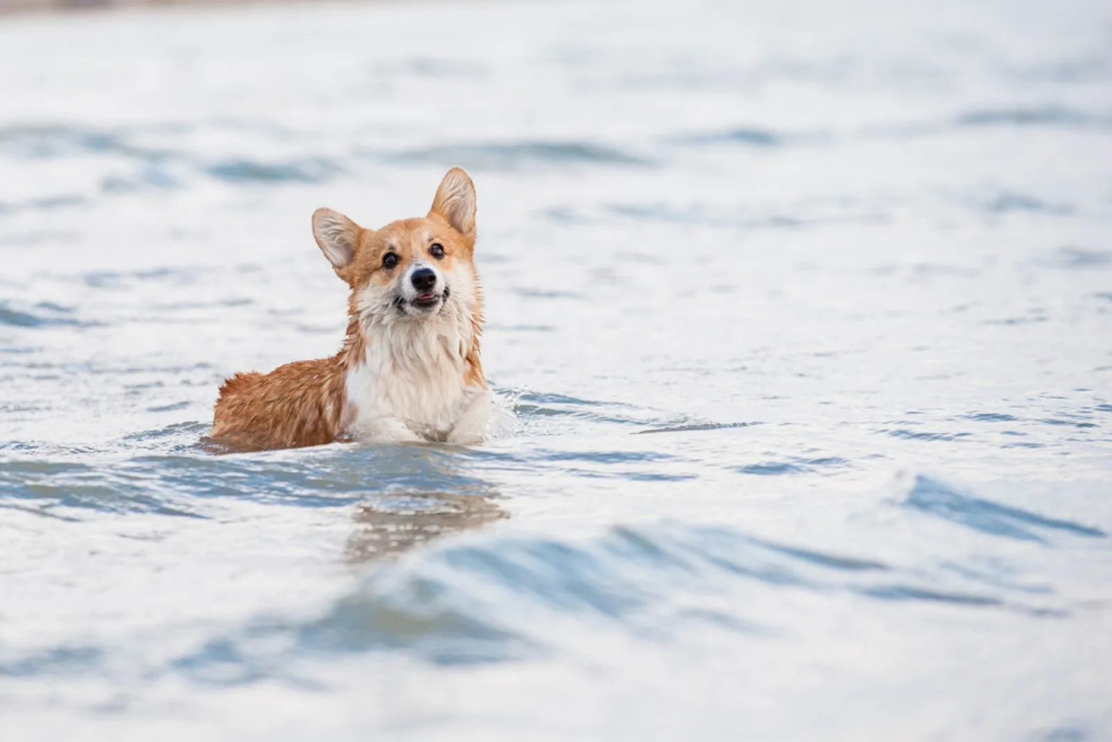 Welsh corgi pembroke puppy standing in the waves