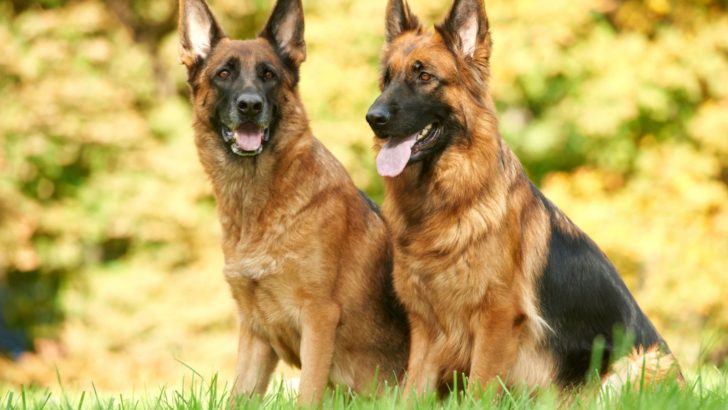 What Are German Shepherds Bred For? Surprising Truth