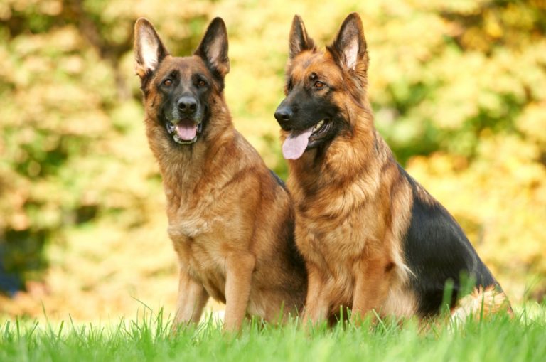 two german shepherd dogs sitting on green grass