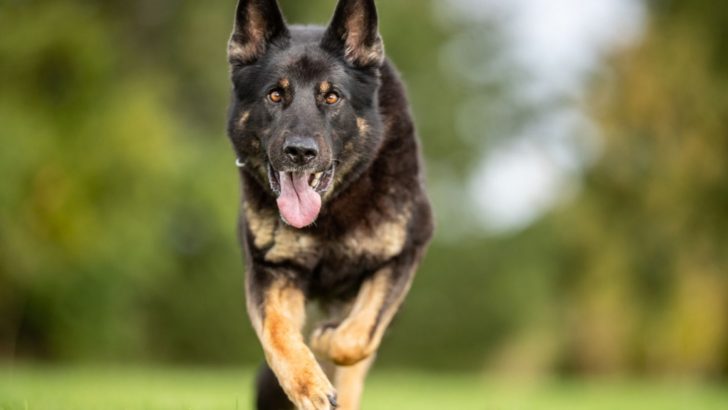 What Is The Fastest A German Shepherd Can Run? Faster Than You