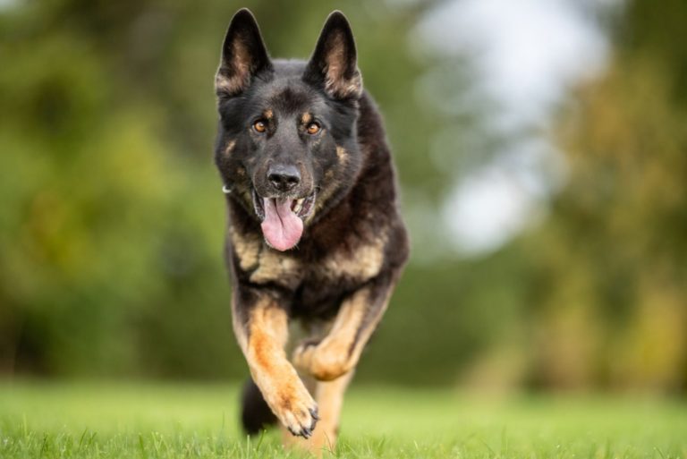 german shepherd running in the park