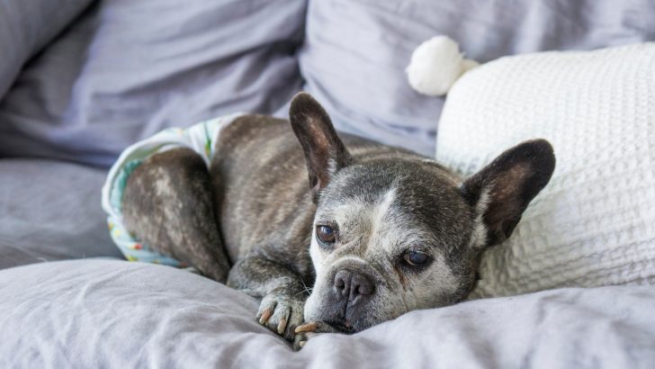 When To Euthanize A Sick Frenchie? 5 Final Health Conditions
