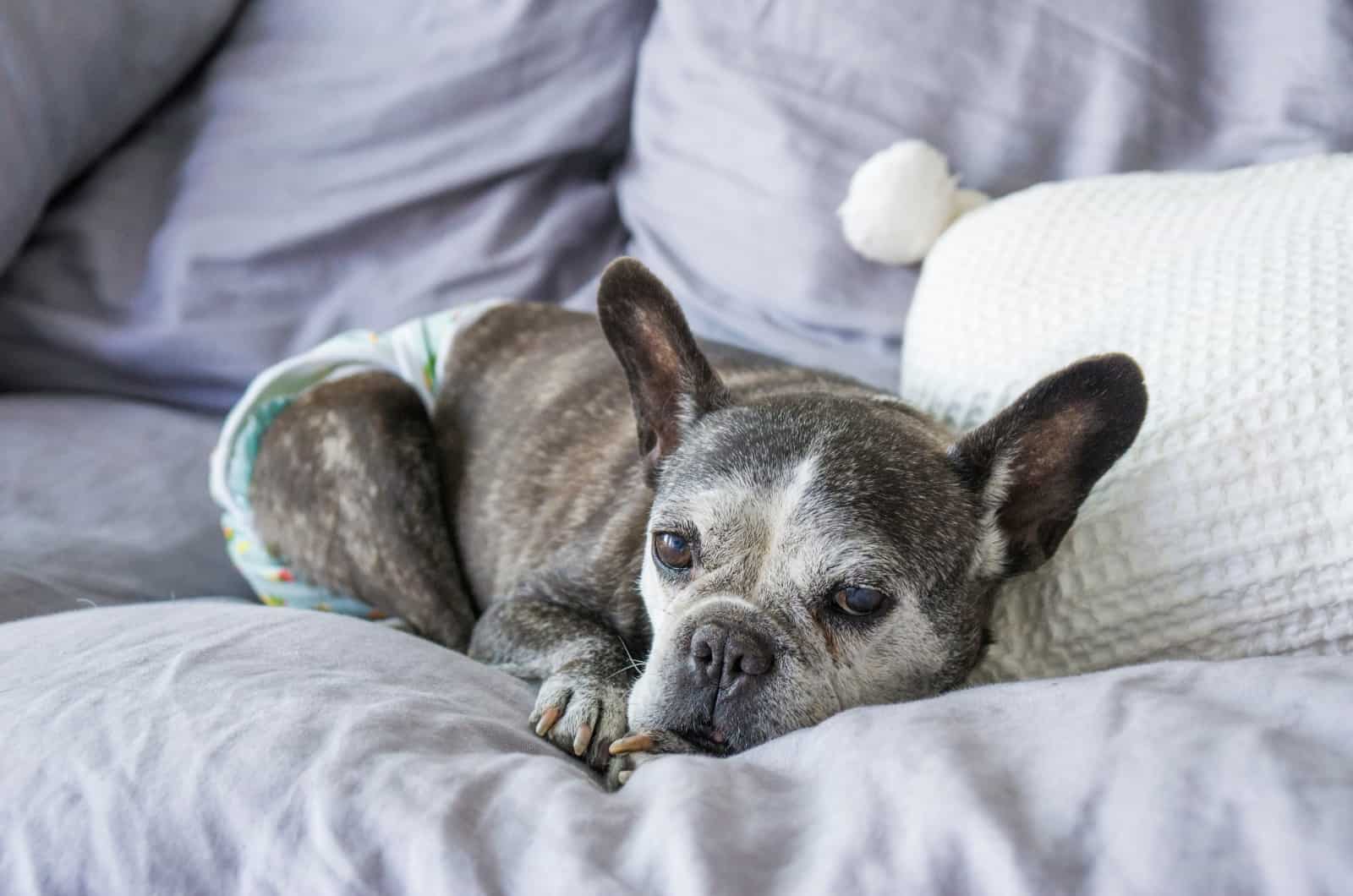 When To Euthanize A Sick Frenchie? 5 Final Health Conditions