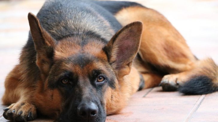 When To Euthanize A Sick German Shepherd: 6 Signs