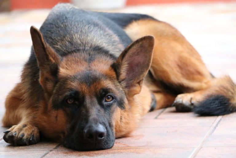 German Shepherd lies sad on the floor