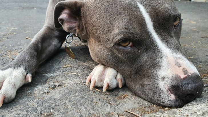 When To Euthanize A Sick Pitbull