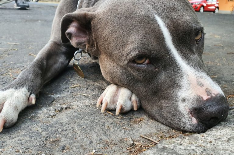 sick pitbull lying on the ground
