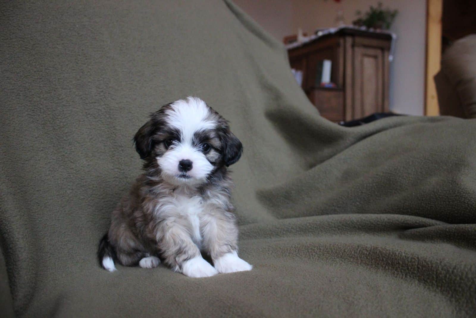 White and Brown Shih-Poo Puppy