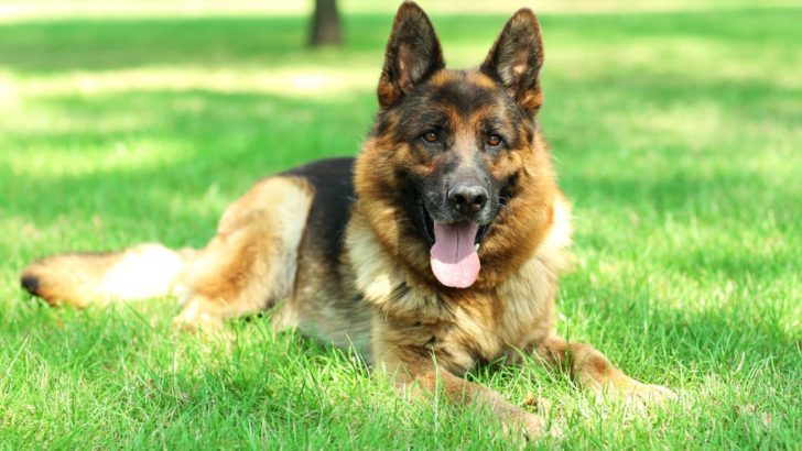 Why Are German Shepherds So Smart? A Guide To GSD Intelligence