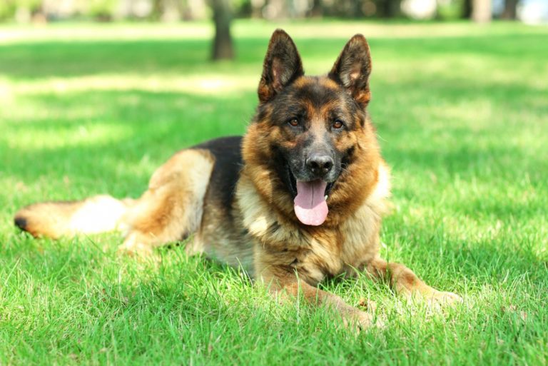 beautiful german shepherd laying on the grass