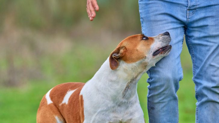 Why Are Pitbulls So Clingy? Dealing With Needy Pitties