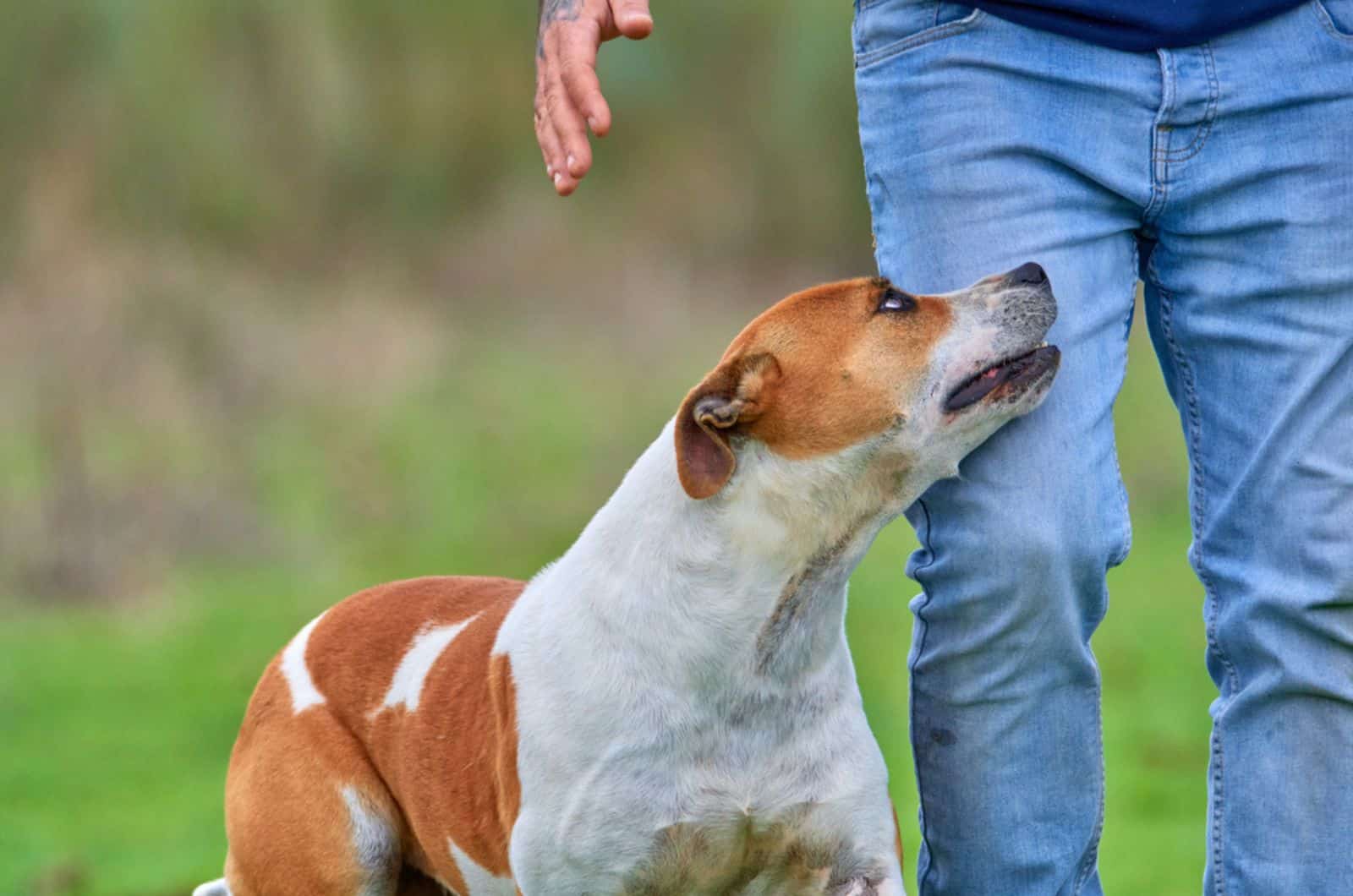 american pit null terrier dog accompanying his owner while they take a walk