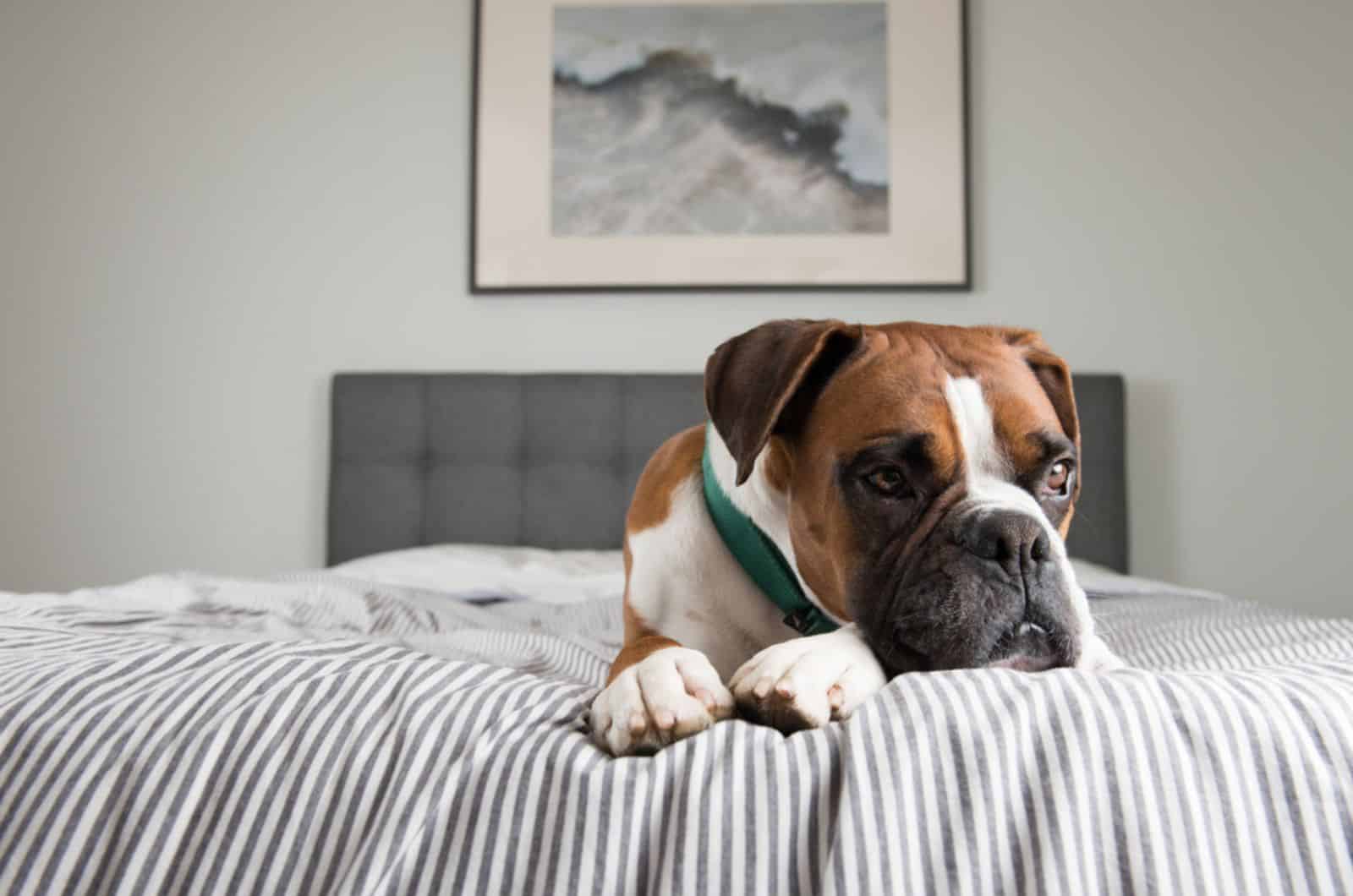boxer dog lying on the bed