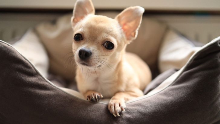 Why Chihuahuas Are The Worst? 21 Reasons