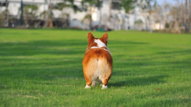 Why Do Corgi Butts Float? 4 Possible Theories